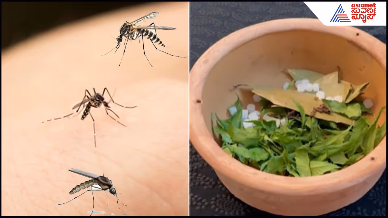 Mosquito Mosquito
