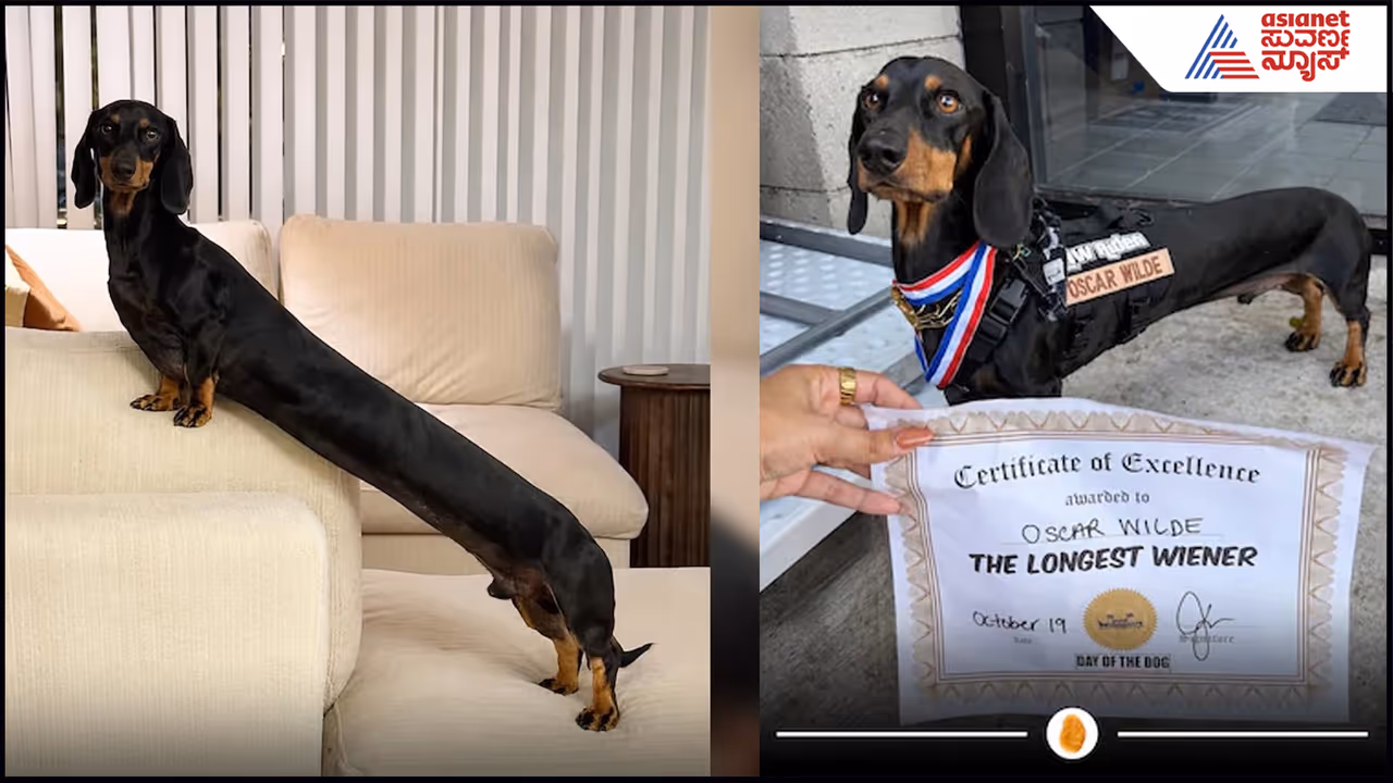 Oscor Dog Oscor Dog