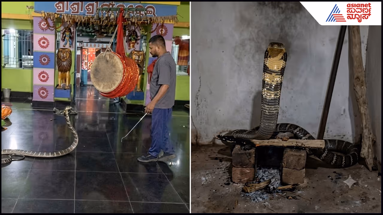 King Cobra King Cobra