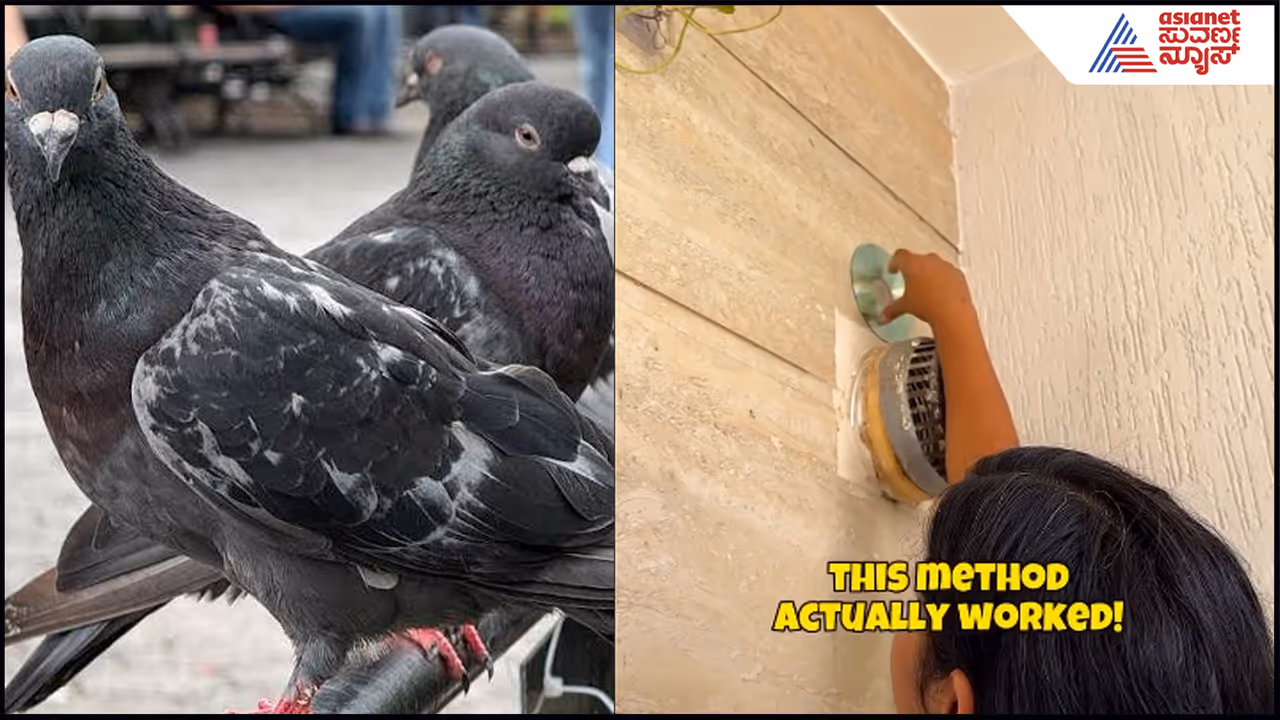Pigeons Pigeons