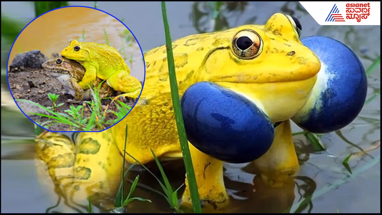 Indian BullFrog