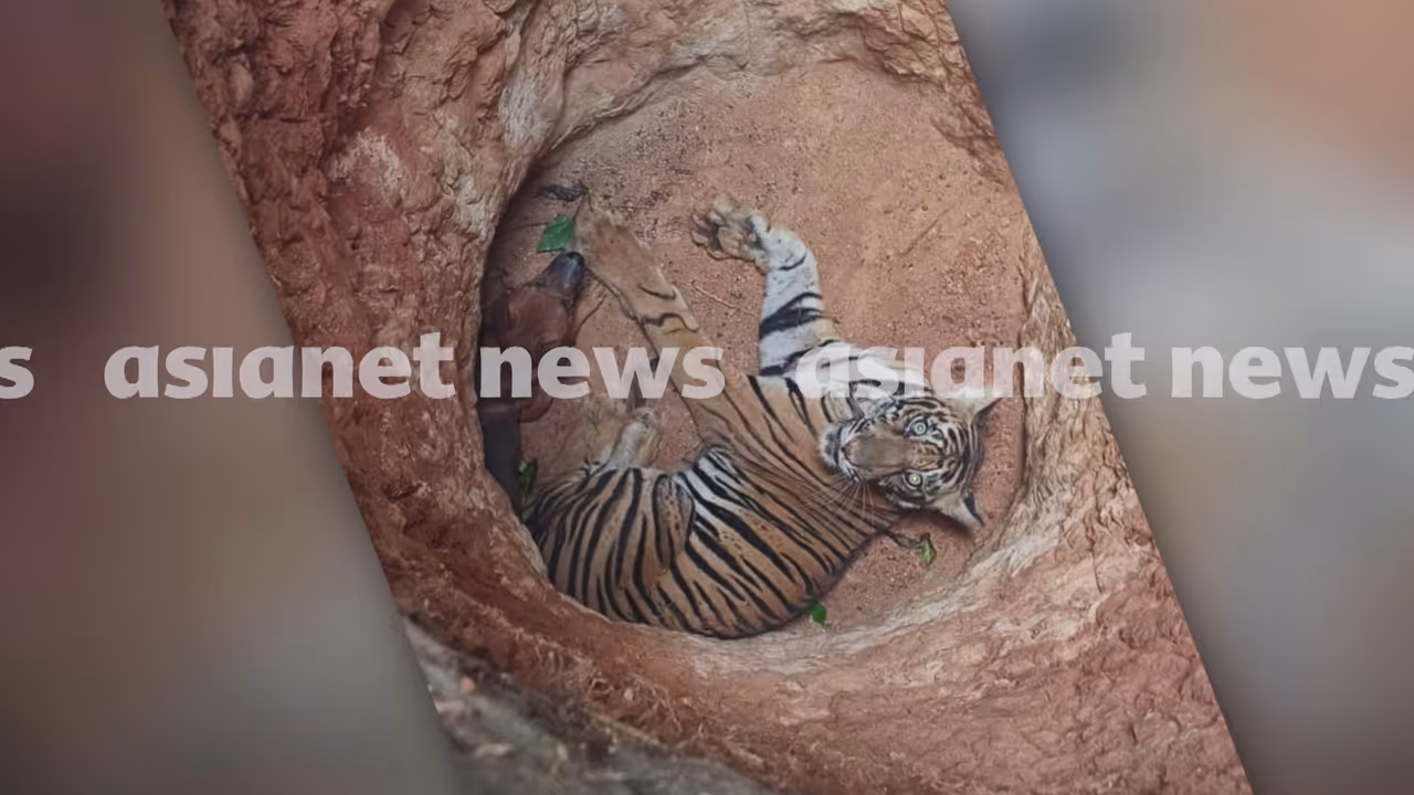 tiger trapped in idukki tiger trapped in idukki