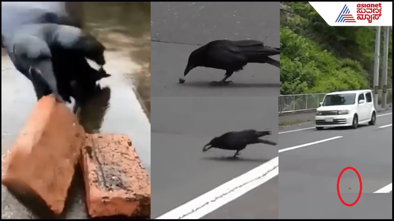 Talented Crow