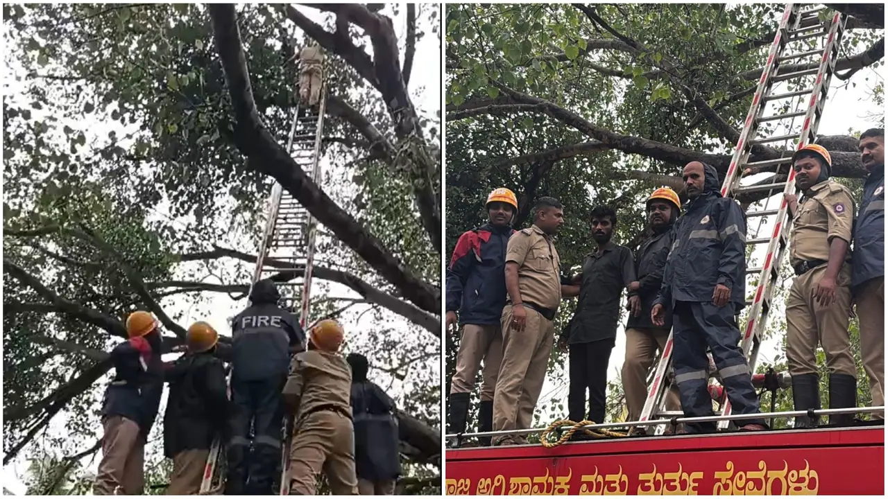 Shivamogga man claim tree