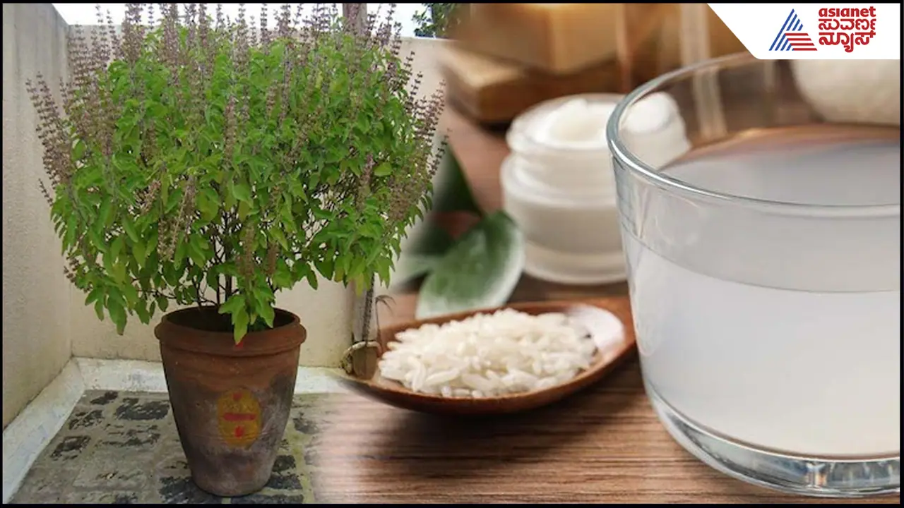 Rice Water for Tulsi Plant