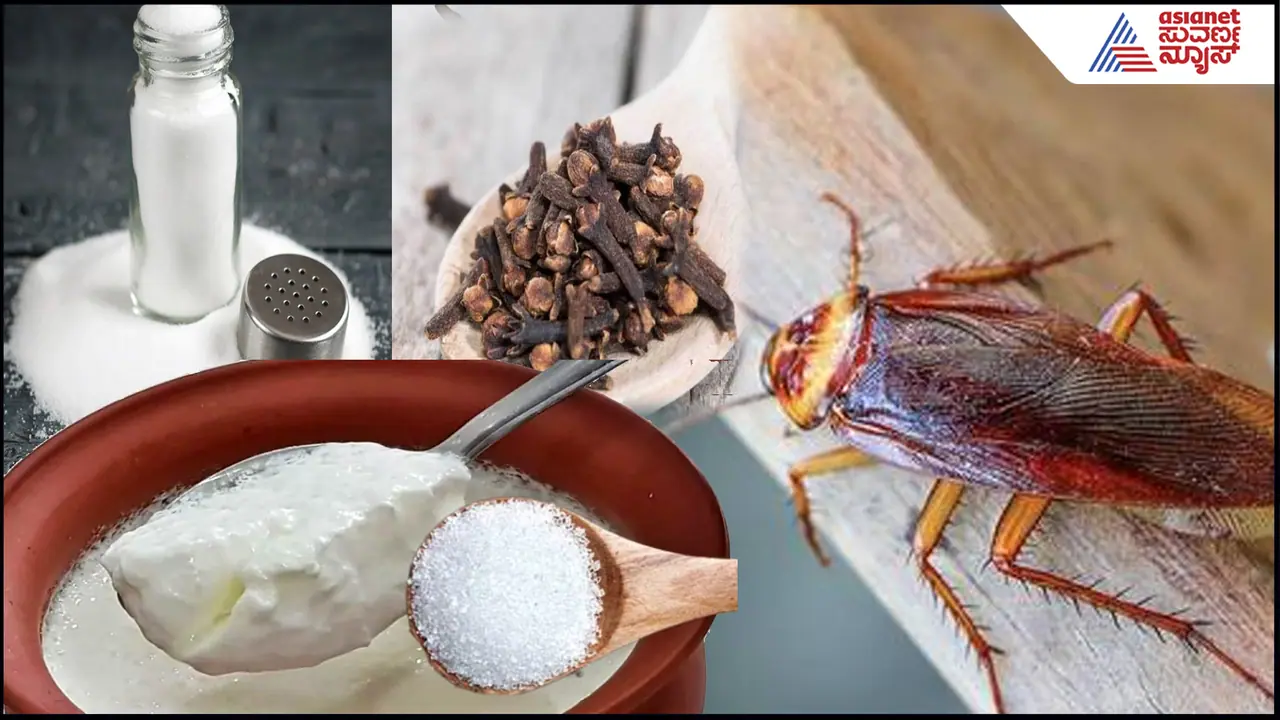 Effective home remedies for cockroaches 