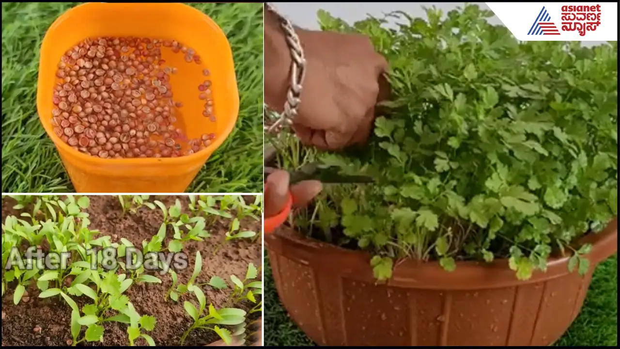 Coriander leaves in pot 