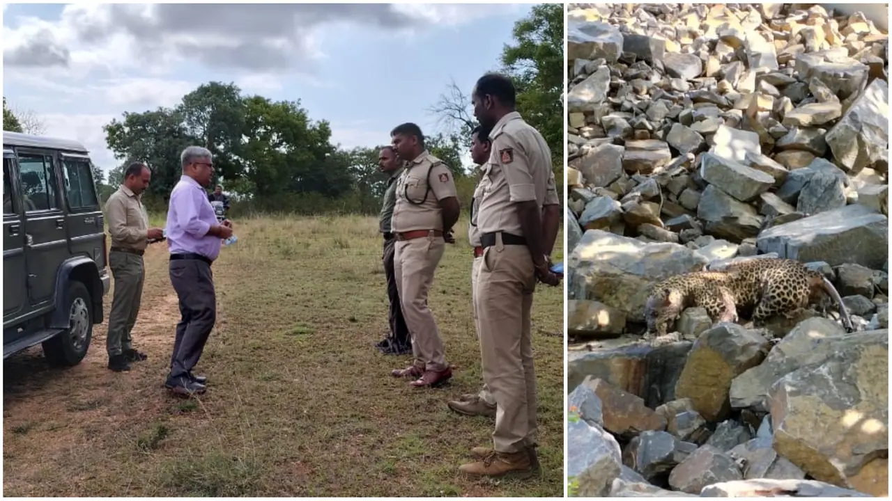 Chamarajanagar Leopard found dead