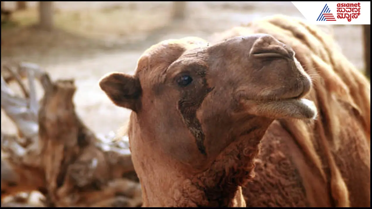 Camel Tears