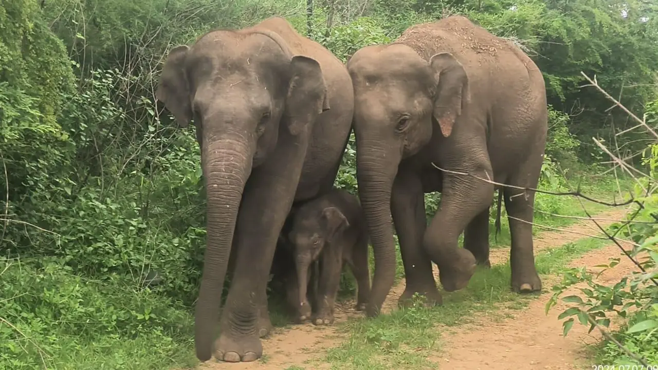 Bannerghatta Biological Park
