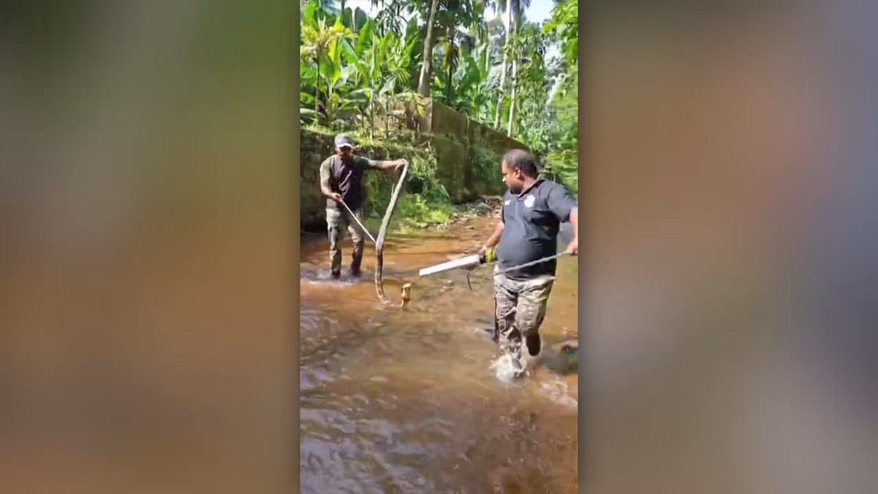 രാജവെമ്പാല രാജവെമ്പാല