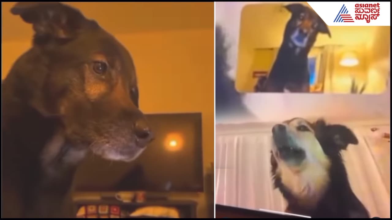 Dogs videocall