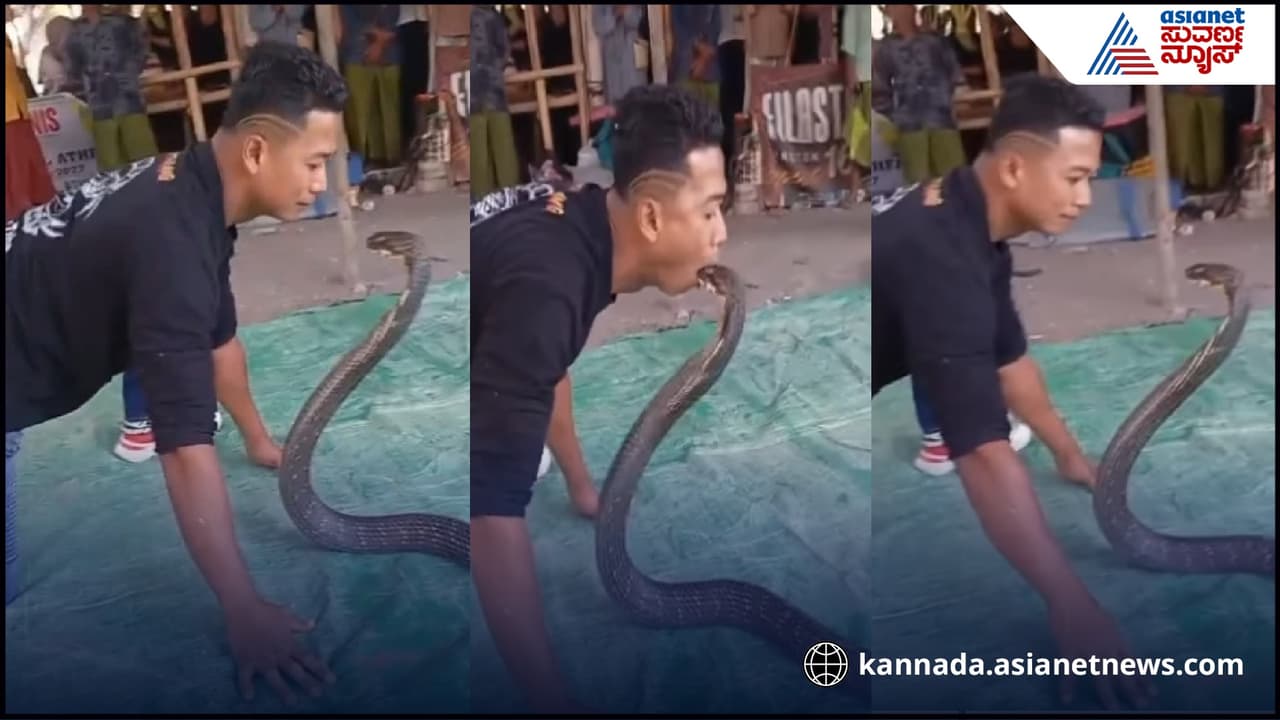 King Cobra King Cobra