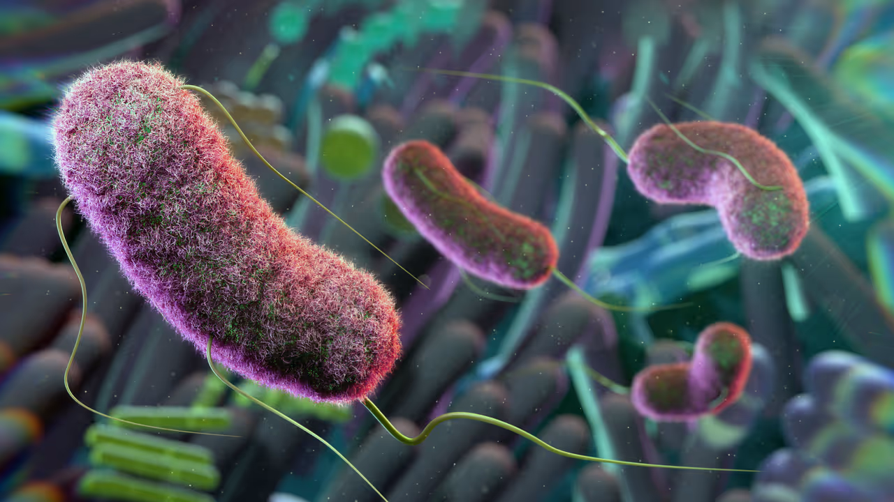 Gut Cell Microbes 