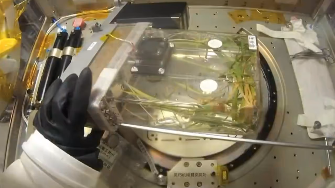 china tiangong space station rice harvest china tiangong space station rice harvest