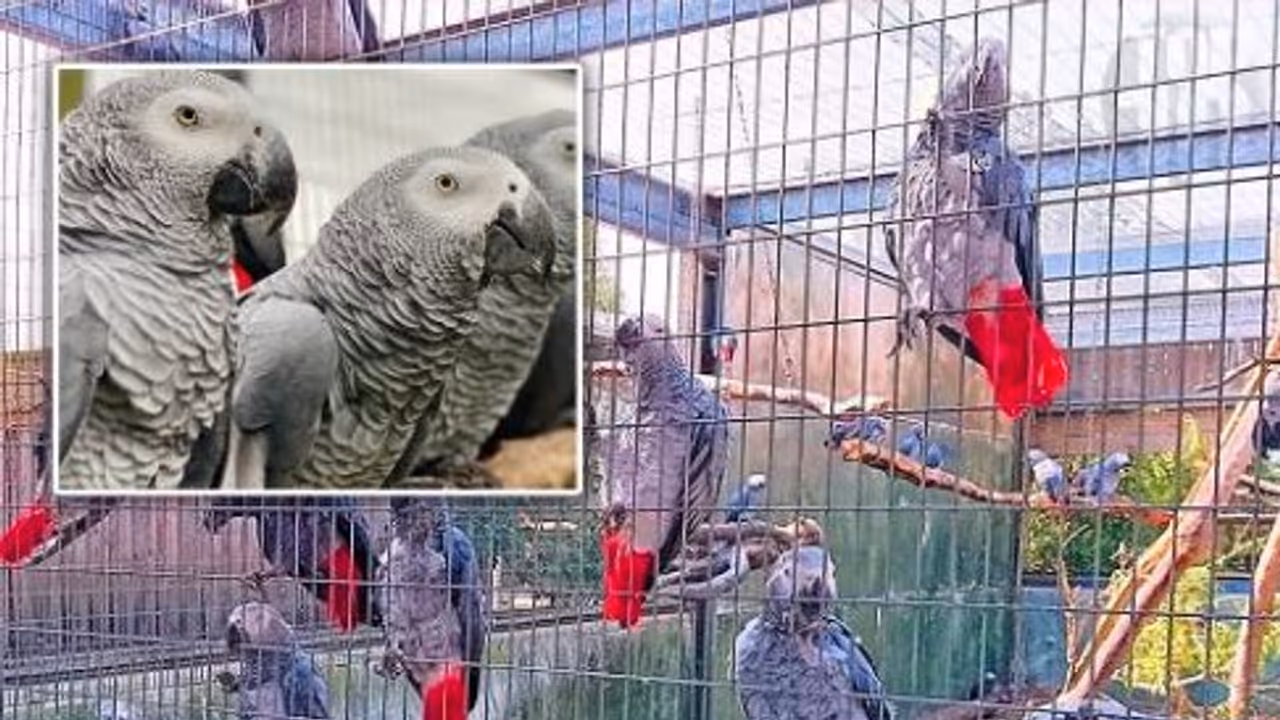 Parrots in British Zoo Separated for Using Bad Words