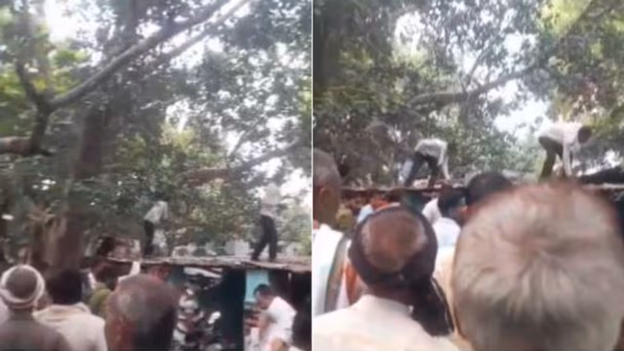 Monkey Steals Money Monkey Steals Money