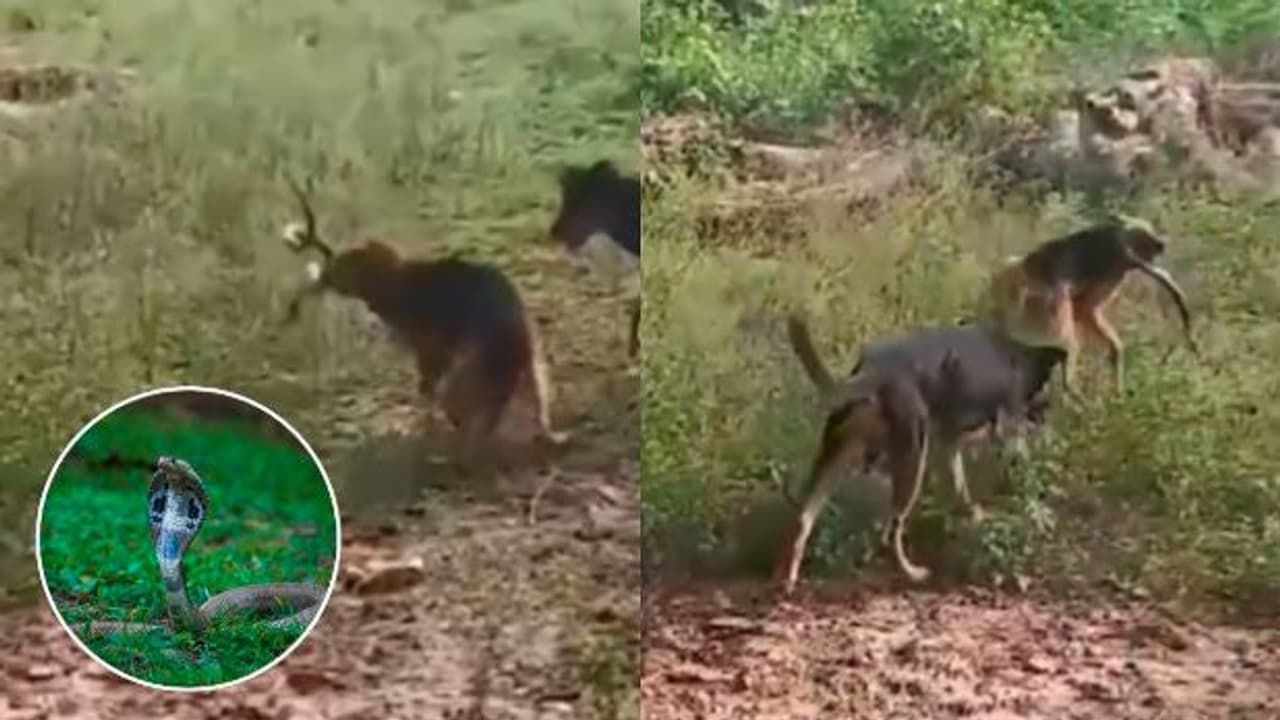 Loyal Dog Fights Off Snake Gives Life to Save Family