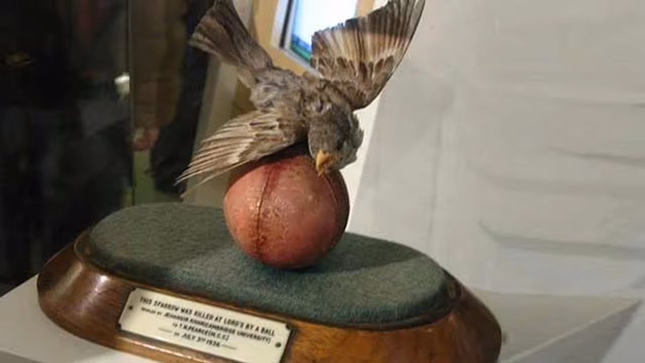 lords museum 1936 sparrow incident lords museum 1936 sparrow incident