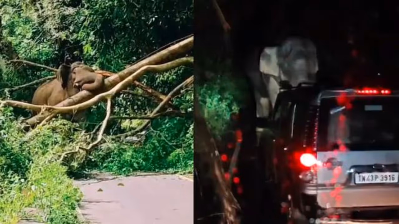 Wild Elephant Blocks Kerala Highway