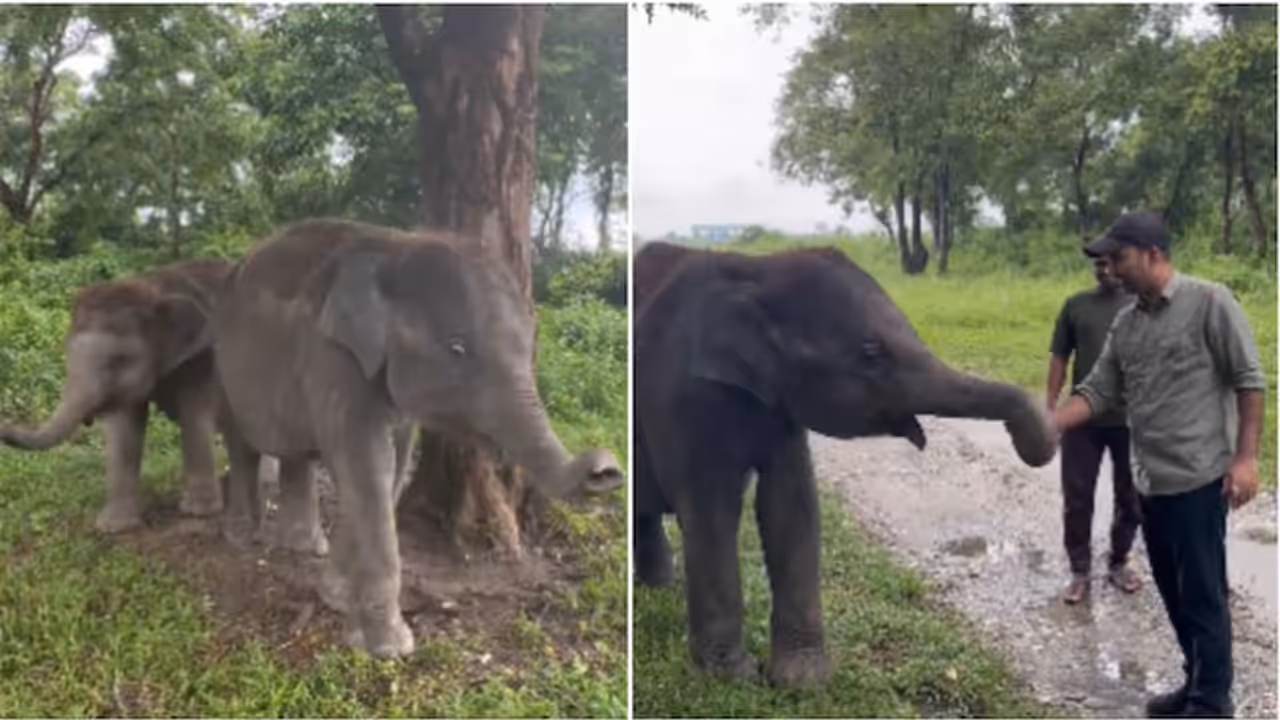 IFS Officer Pays ‘Toll Tax’ to Rescued Elephants IFS Officer Pays ‘Toll Tax’ to Rescued Elephants