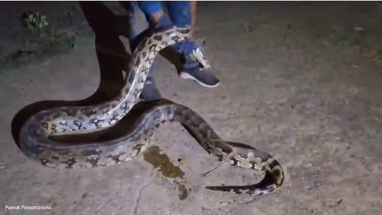 Python Attack representative image Python Attack representative image
