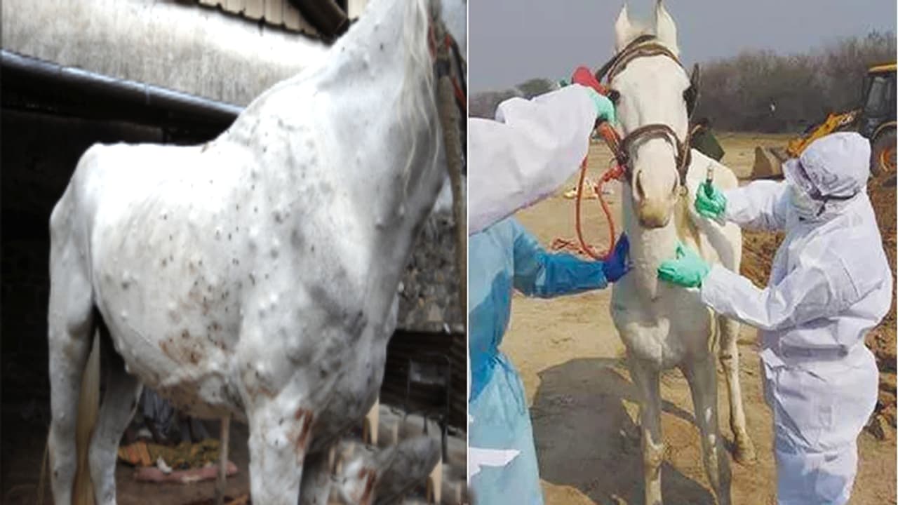 cattle fair cattle fair