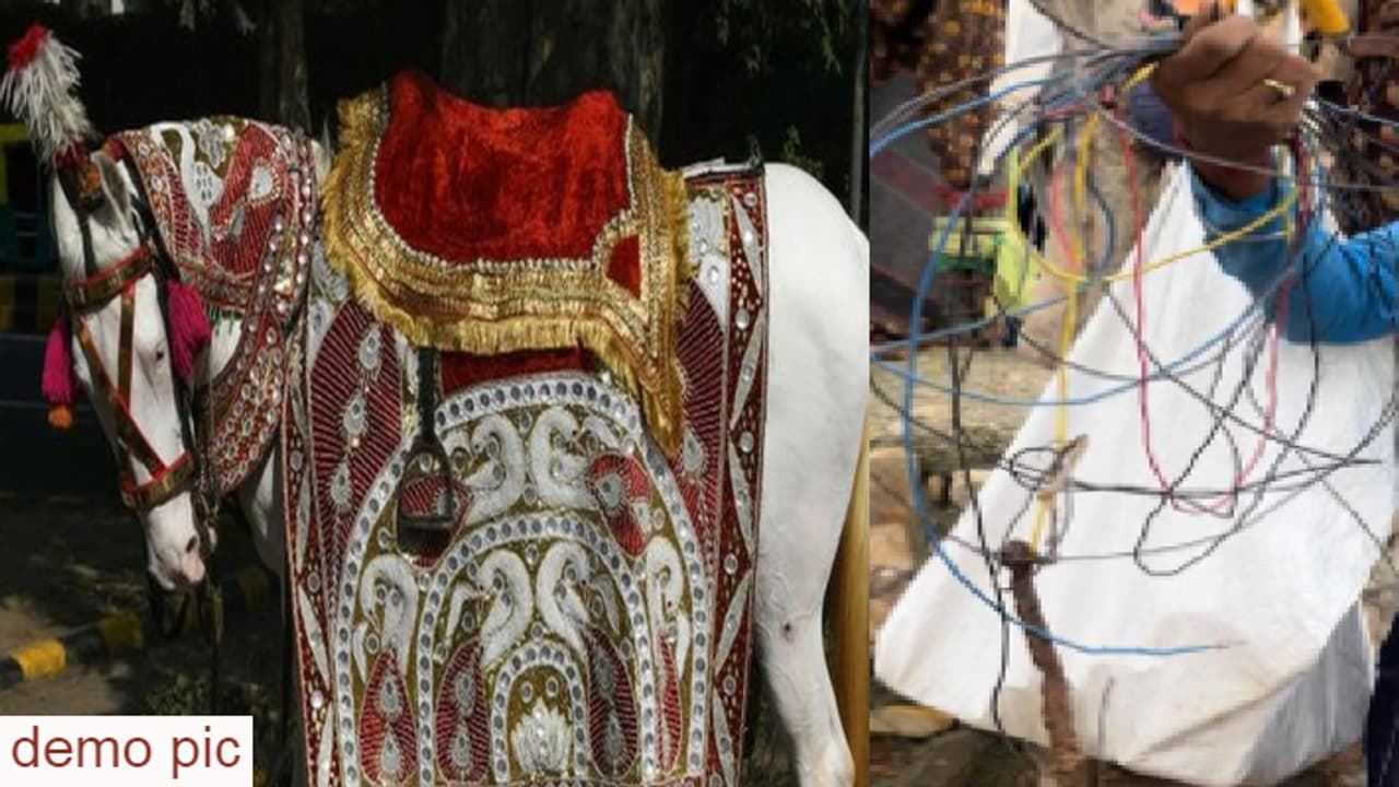 घोड़ी की जान घोड़ी की जान