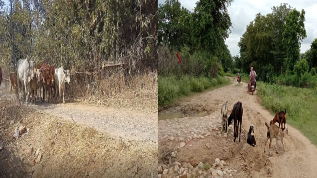 झारखंंड न्यूज