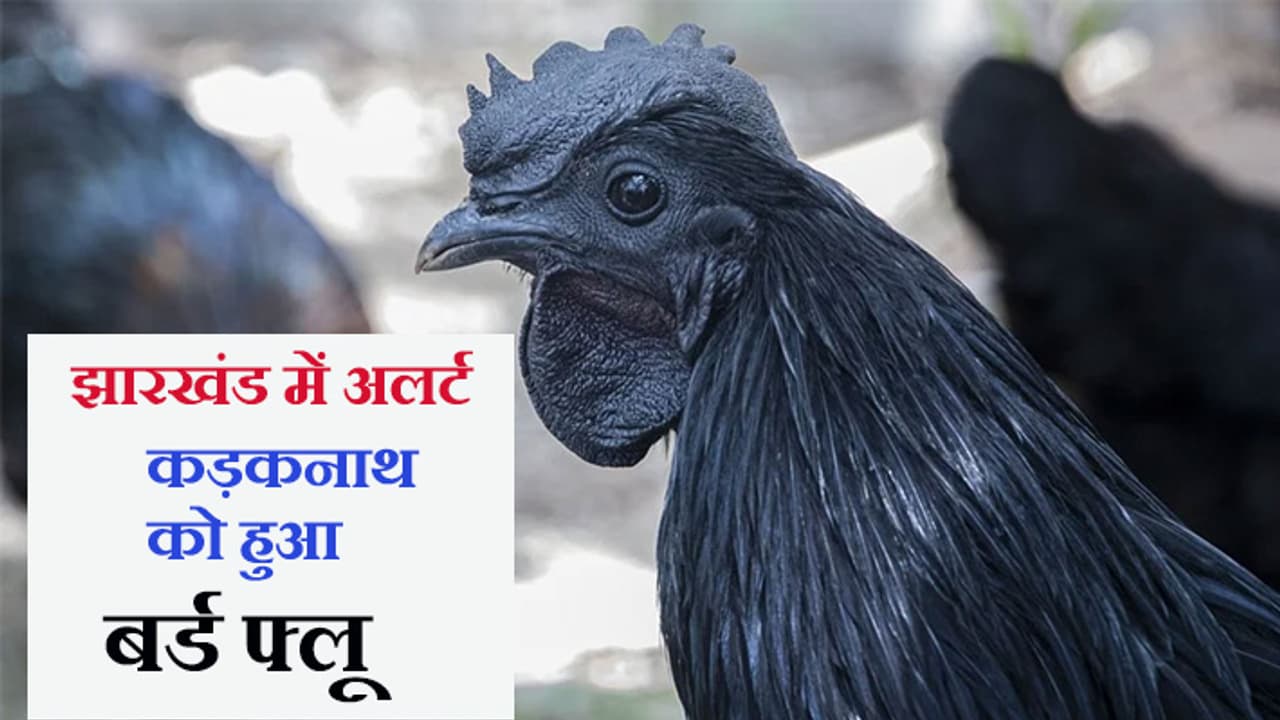 Jharkhand on alert as bird flu Jharkhand on alert as bird flu