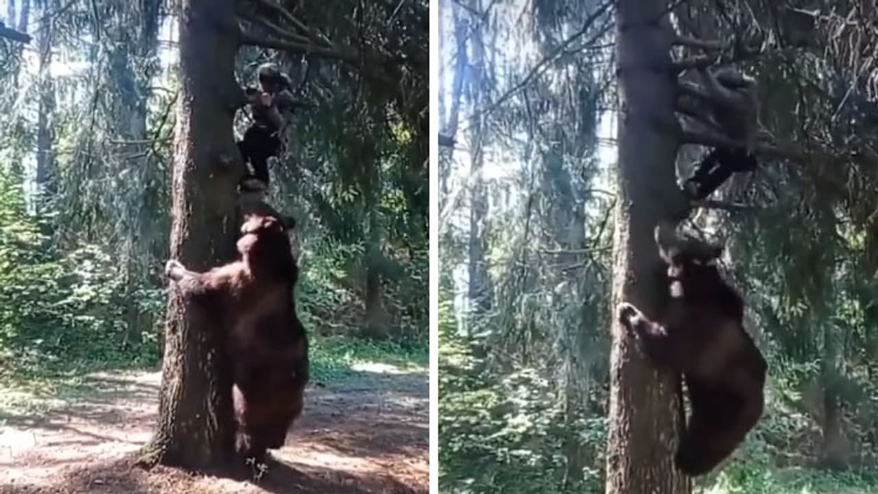 camping beer attack on hiker camping beer attack on hiker