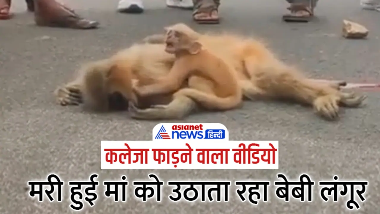 heart wrenching video baby Golden Langur heart wrenching video baby Golden Langur