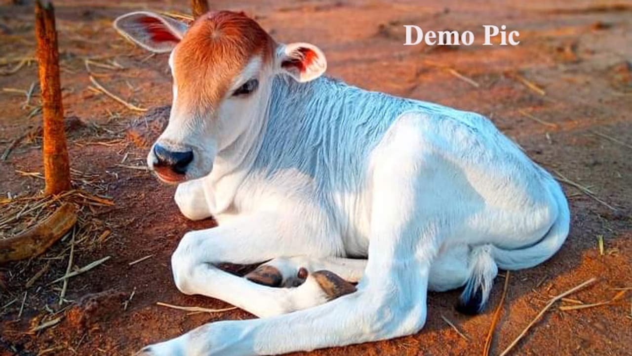 raping calf in MP village raping calf in MP village