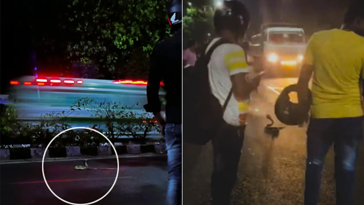 Bhubaneswar locals helped an injured snake Bhubaneswar locals helped an injured snake