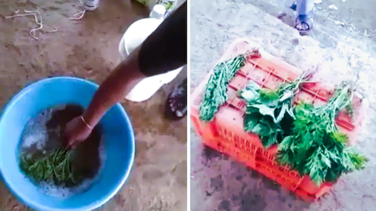 Green vegetables being washed with deadly chemicals Green vegetables being washed with deadly chemicals