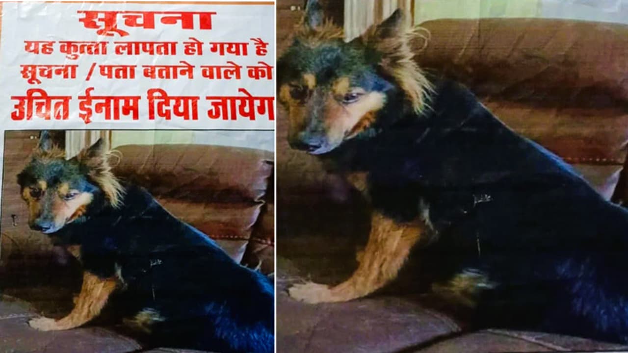 IAS officer pet dog missing 