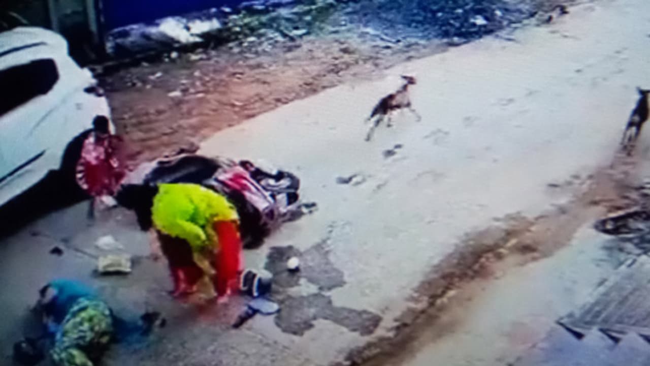 Terror of street dogs Terror of street dogs