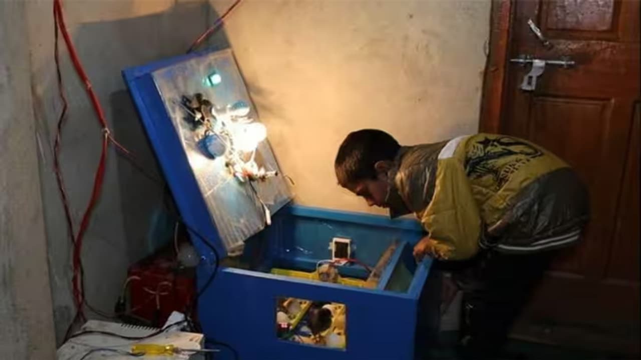 egg incubator jammu kashmir egg incubator jammu kashmir