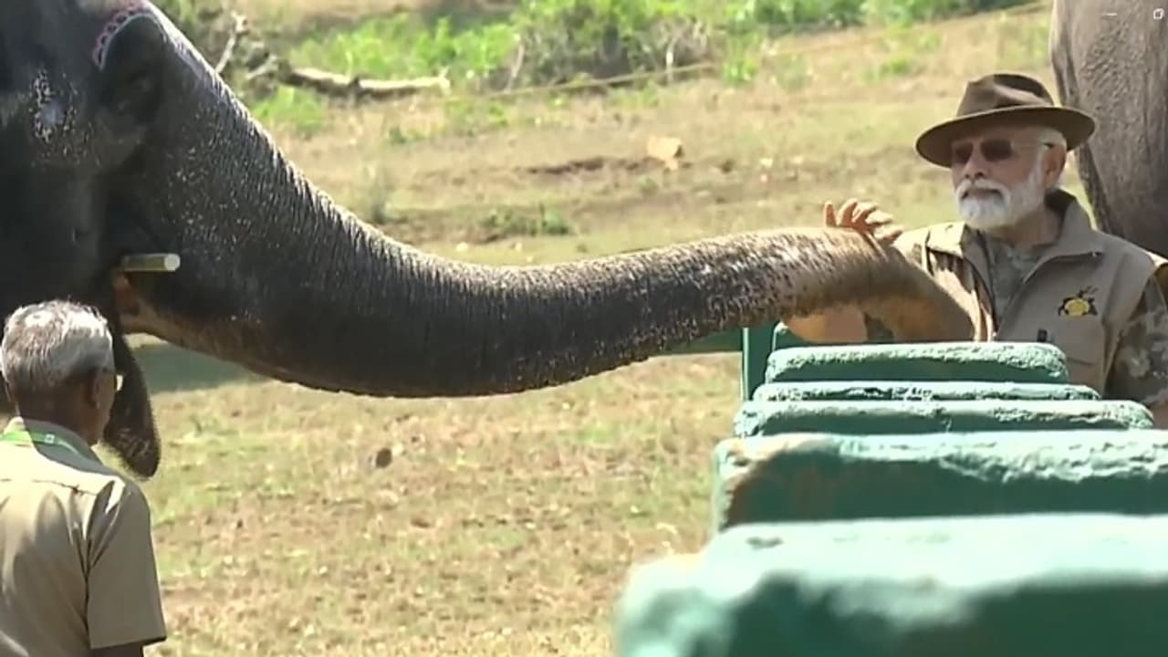 Narendra Modi with elephant 