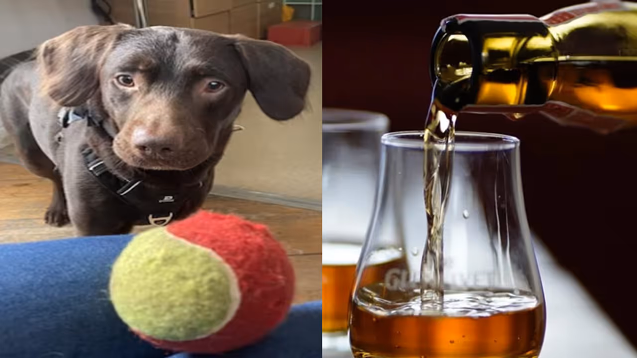 daru peenay wala dog daru peenay wala dog