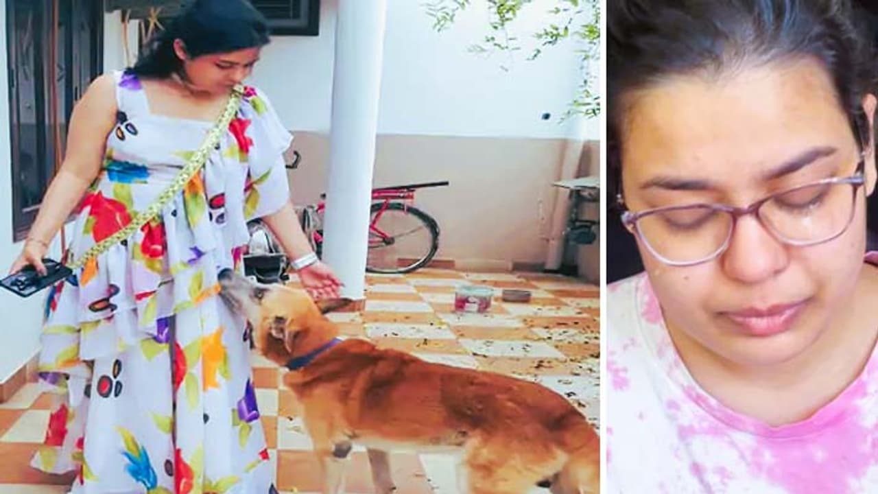 pet dog killed Pilibhit pet dog killed Pilibhit