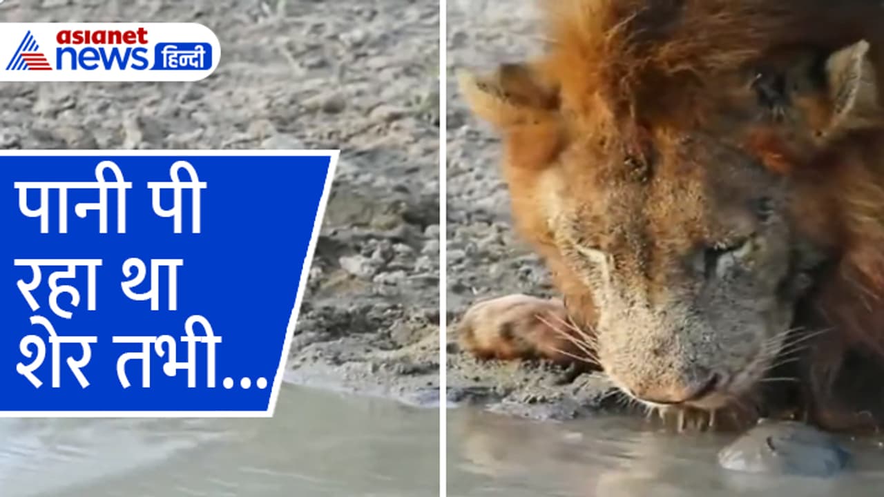 lion disturbed by turtle lion disturbed by turtle