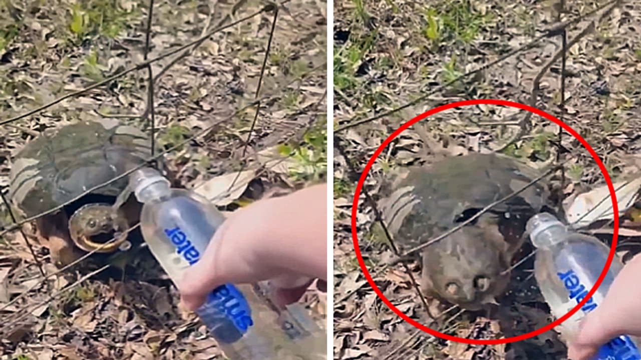 women giving water to tortoise