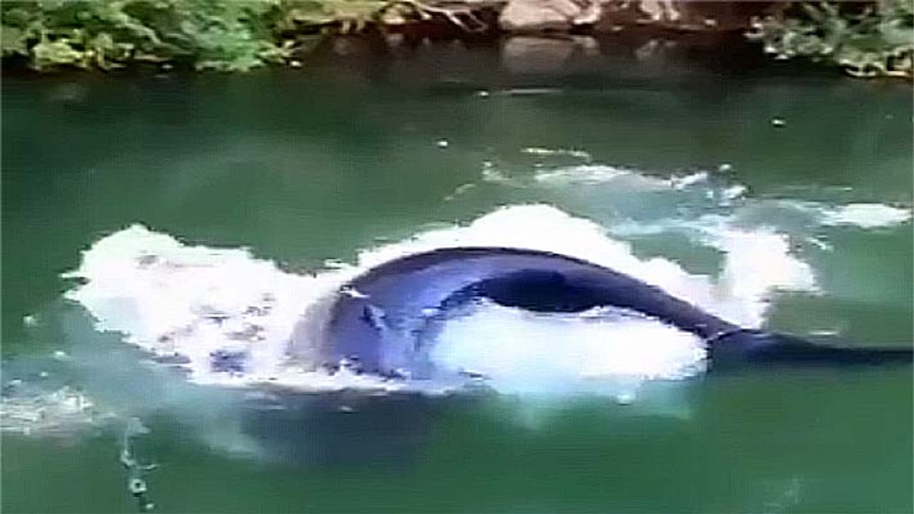 scary video fishing scary video fishing