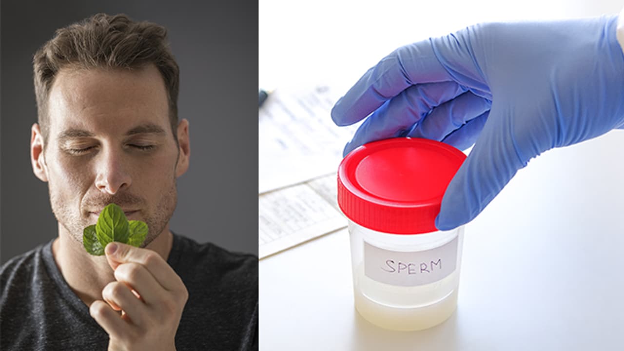 how mint can affect males testosterone how mint can affect males testosterone