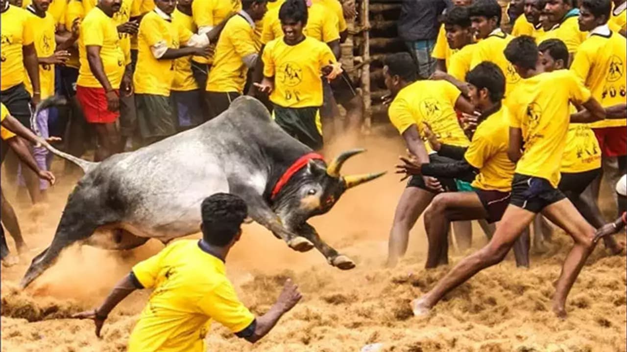 jallikattu history sigificance jallikattu history sigificance