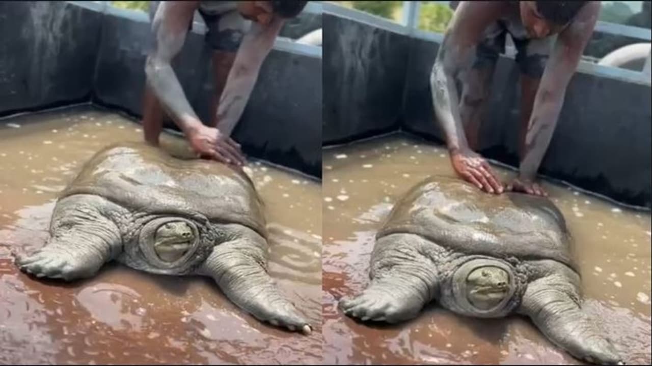 rare species turtle found rare species turtle found