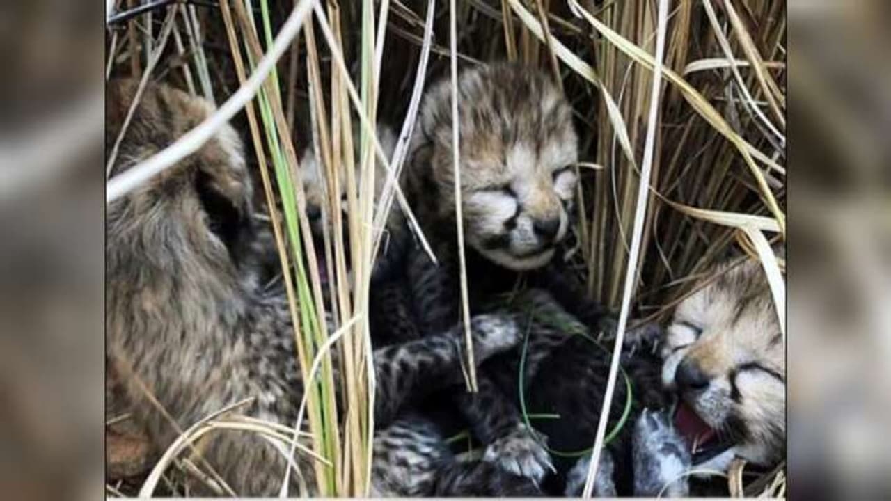 cubs cheetah died in kuno