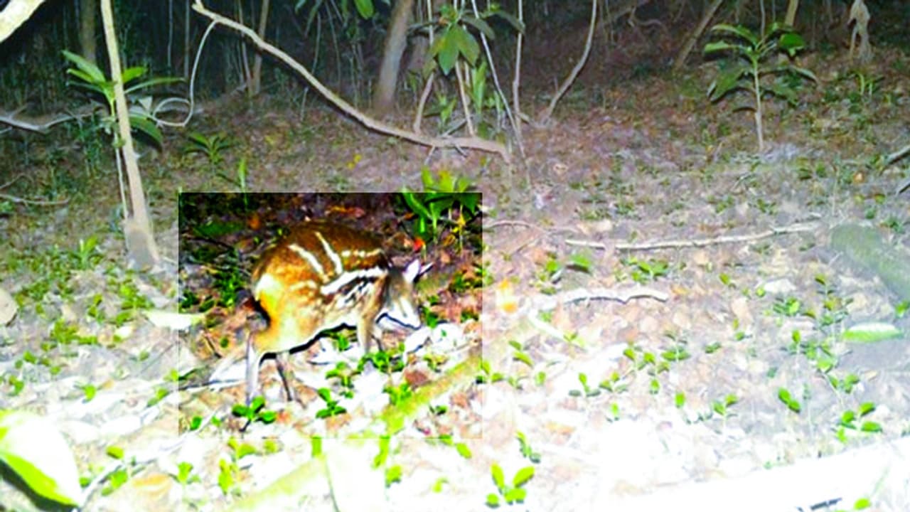 Indian Mouse Deer Indian Mouse Deer