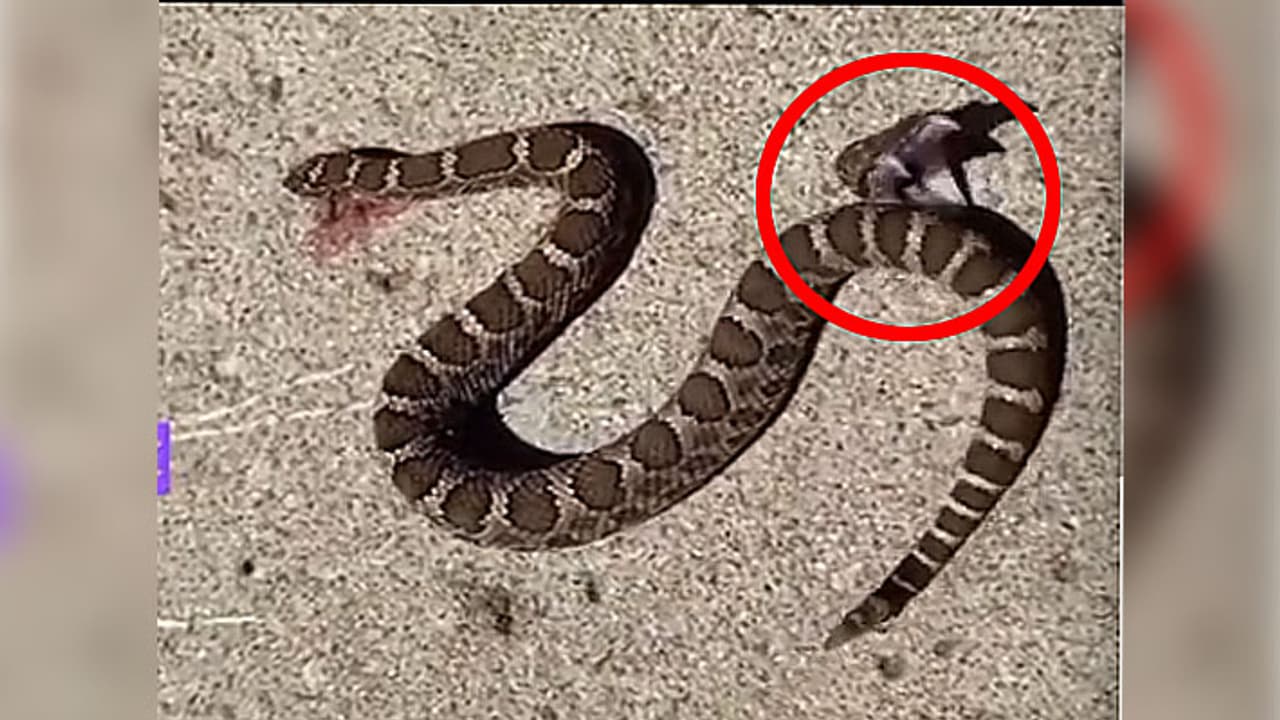 snake bites itself